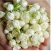 2020年云南特产食用鲜花新鲜茉莉花食用鲜花鲜茉莉花